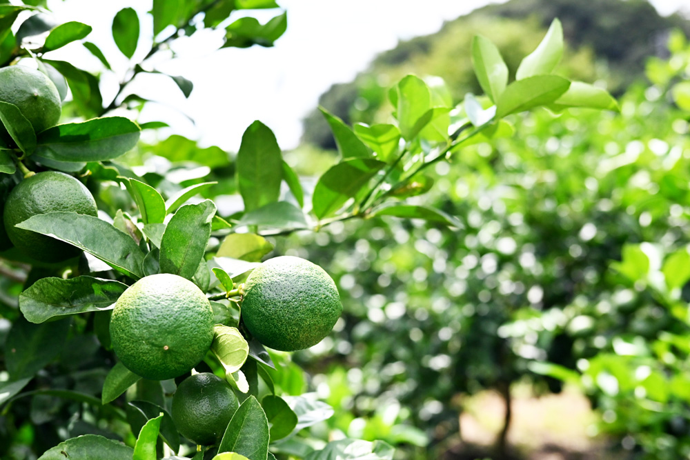 マイヤーレモン　グリーン　畑